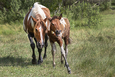 Chincoteague Wild Ponies : Personal Photo Projects : Photos : Richard Moore : Photographer